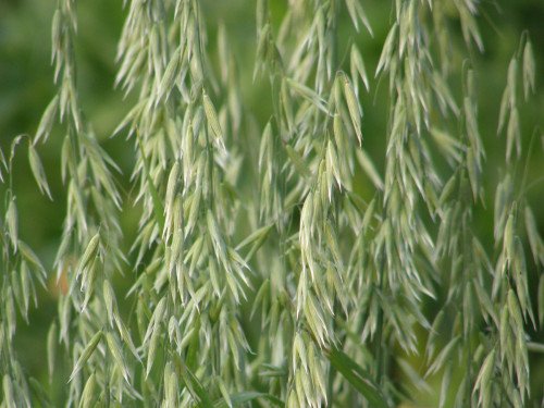 Oat Grass: Health Benefits, Nutrition, Traditional Uses and African Stories